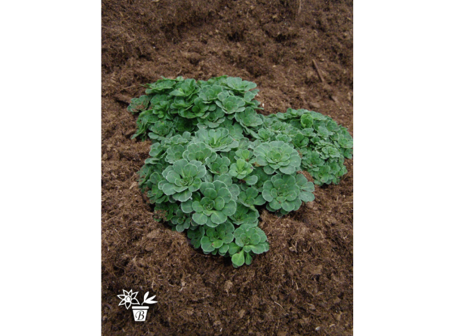 Saxifraga umbrosa   'Abross'